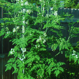 Set 2 Moringa Oleifera Drumstick Trees Live Plants, Moringa Trees Plants, 12 to 20 Inc Tall Long, Herb Gardening Outdoor