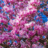 2 Magnolia Trees Live Plants, Fragrant Magnolia Plant Live for Planting Outdoor 6-12 Inch Height, in Pot, Beautiful Magnolia Flowers Tree (Jane Magnolia)