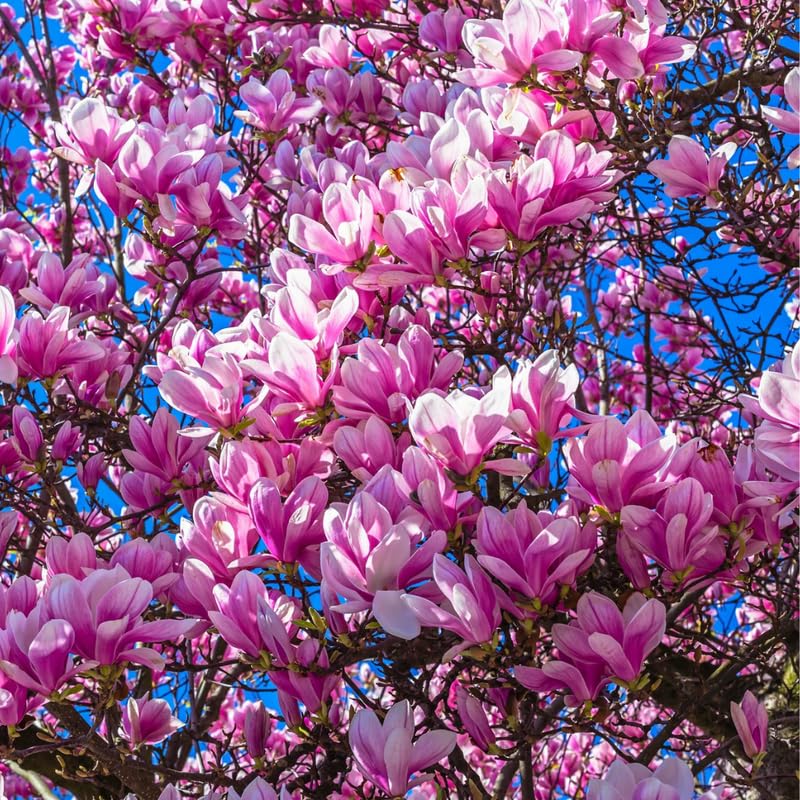 2 Magnolia Trees Live Plants, Fragrant Magnolia Plant Live for Planting Outdoor 6-12 Inch Height, in Pot, Beautiful Magnolia Flowers Tree (Jane Magnolia)