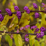 Set of 2 American Beautyberry Trees Live Plants, 16+ Inches Tall, 2–3 Years Old, Outdoor Beautyberry Shrubs for Garden Planting, No Pot