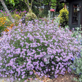 4 Lavender Verbena Plants Live, 5-9" Tall Hardy Perennial Flower Plants, Well-Rooted for Outdoor Planting