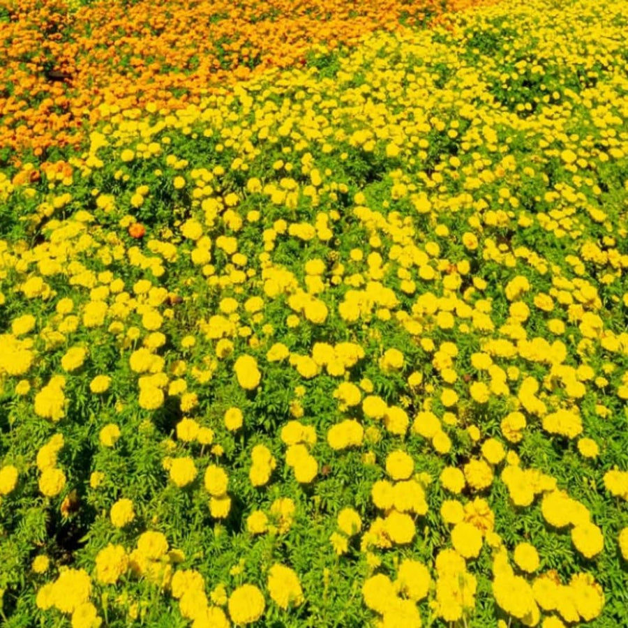 Live Marigold Plant for Outside, Yellow Marigold Live Plants Pot 4'' Perennial Blooming