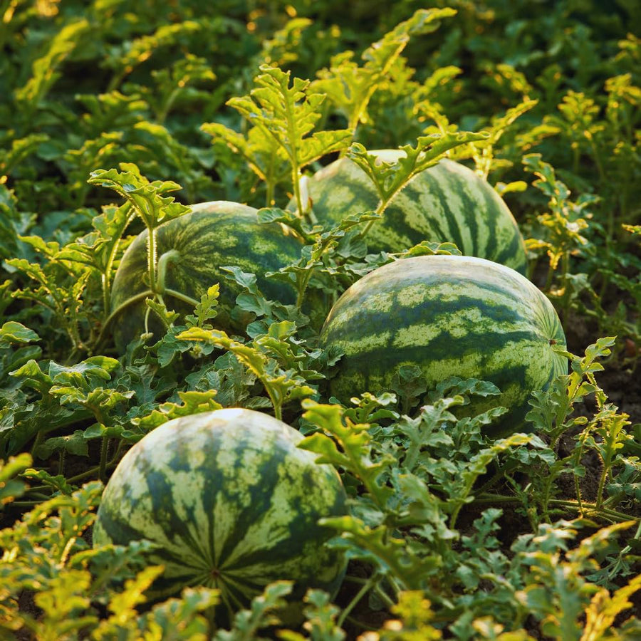 2 Watermelon Plants Live, Red Watermelon Live Plant, Sweet Fruit Plant Patios Backyard Gardening, 4 to 7''