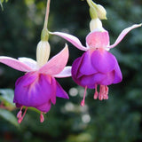 Fuchsia Plant, 3 to 4 Inch Tall Fuchsia Plants Live, Hanging Fuchsias Plants Well Rooted for Planting, Hardy Fuchsias Live Plants, Perennial, Colorful Flowers (Purple White Flowers)