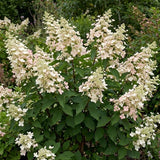Hydrangea Plant, Hydrangea Tree Live Plant for Planting, 10-12 Inches Tall, Large White Blooms, Hydrangeas for Landscape and Outdoor Garden