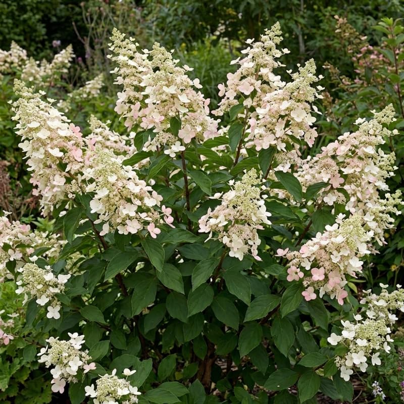Hydrangea Plant, Hydrangea Tree Live Plant for Planting, 10-12 Inches Tall, Large White Blooms, Hydrangeas for Landscape and Outdoor Garden