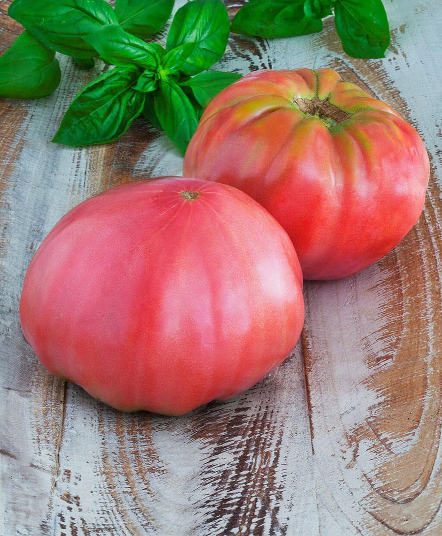 Lot 4 Tomato Plants Live for Planting Outdoors, Large and Juicy Tomatoes, Well Rooted, 6 to 8 Inch - Brandywine Pink
