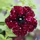 2 Sky Petunia Plants Live, Vibrant Flowering Seedlings, 5-9 Inches Tall for Outdoor Spaces, Petunia Flowers