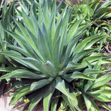 Live Green Foxtail Agave Tree Live Plant, 1 Year Old 8" in Tall in 4" Pot for Outdoor Succulent Cactus, Very Hardy