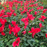 Red Cyclamen Live Plant in Pot, Hardy Cyclamen Plant Live Vibrant Blooms, in 4 Inc Pot, Indoor Flowering Houseplant for Year-Round Display