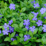 Set 60 Vinca Minor Periwinkle Plants Live, Creeping Vinca Vine Ground Cover, Starter Plants Perennial, Purple Flowers