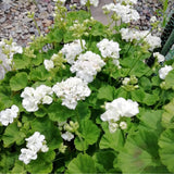 White Geranium Plants Live, 2 Plants, Geranium Flower Plants, Size Plant 4 Inches