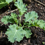 Kale Plant Live, Vegetable Live Plant, Kale Live Plant Pot, 4 Inc Potted