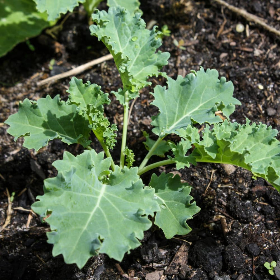 Kale Plant Live, Vegetable Live Plant, Kale Live Plant Pot, 4 Inc Potted