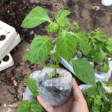 Set 2 Carolina Reaper Pepper Plants Live, 90 Days Old Pepper, World Hottest Pepper Plants, No Pot