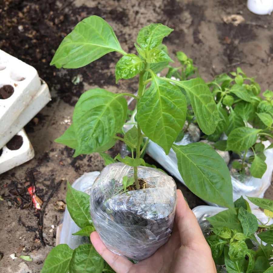 Set 2 Carolina Reaper Pepper Plants Live, 90 Days Old Pepper, World Hottest Pepper Plants, No Pot