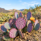 50 Purple Prickly Pear Seeds, Prickly Pear Cactus Seeds, Drought Tolerant Plant for Outdoor Growing