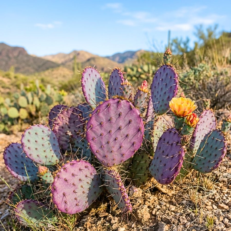 50 Purple Prickly Pear Seeds, Prickly Pear Cactus Seeds, Drought Tolerant Plant for Outdoor Growing