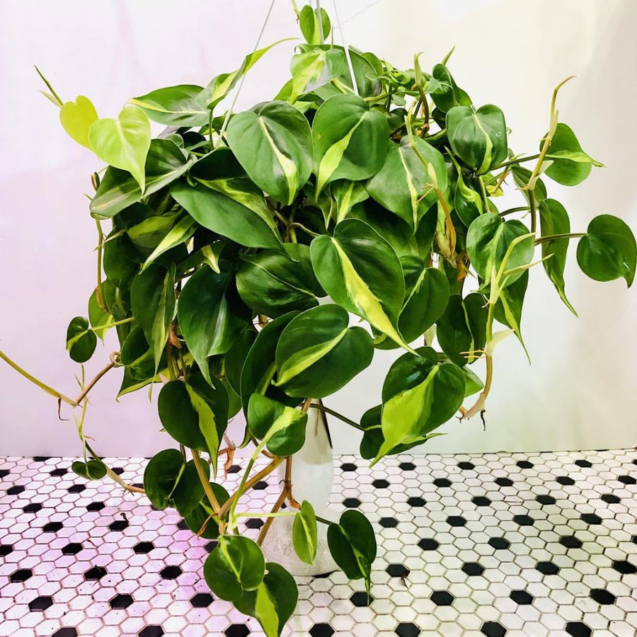 Set 3 Pothos Live Plants, Assorted Pothos Plant Live Indoor, Hanging Basket Vine Plant Indoor Outdoor, Easy to Plant