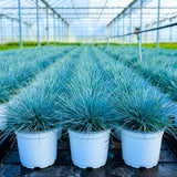 Set 2 Blue Fescue Grass Plants Live, Festuca Ornamental Grasses Live Plants Perennial, 5-8 Inches, Live Grass Plant for Planting