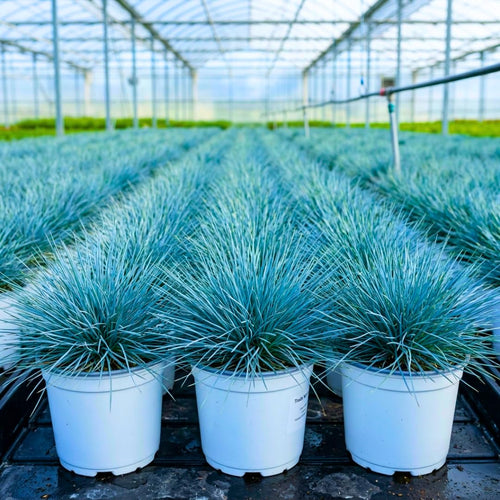 Set 2 Blue Fescue Grass Plants Live, Festuca Ornamental Grasses Live Plants Perennial, 5-8 Inches, Live Grass Plant for Planting