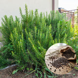 Set 200 Rosemary Seeds, Rosemary Seeds for Planting, Fragrant Herb for Indoor Outdoor Growing