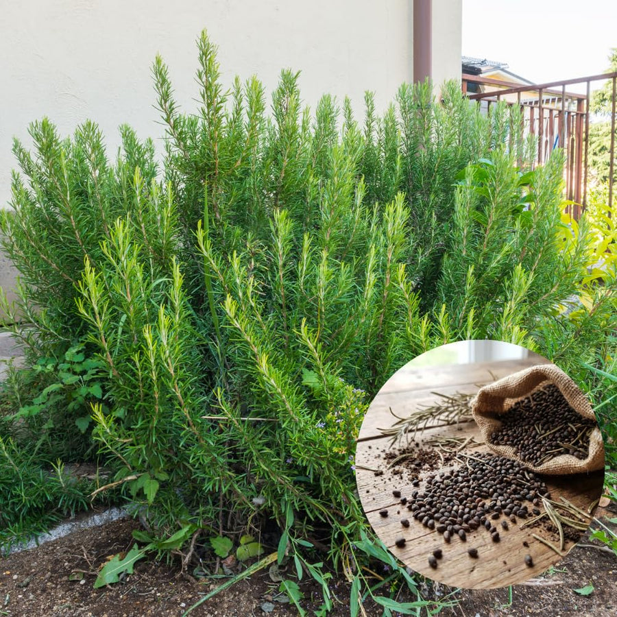 Set 200 Rosemary Seeds, Rosemary Seeds for Planting, Fragrant Herb for Indoor Outdoor Growing