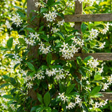 Star Jasmine Plant Live, Jasmine Flower Plant, 3-5 Inc Tall, Fragrant Climbing Vine for Indoor Outdoor Growing