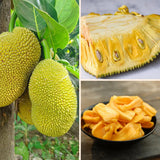 Jackfruit Tree Live Plants, Jackfruit Tropical Fruit Trees, Sweet Fruit Plant from 8-10 Inch Tall in 4 Inch Pot for Outdoor Gardening