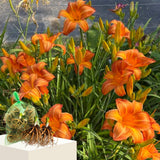 5 Orange Daylily Bulbs for Planting – Summer Hardy Daylilies for Garden Beds, Borders, and Outdoor Landscaping, Reblooming Perennial Flower Roots