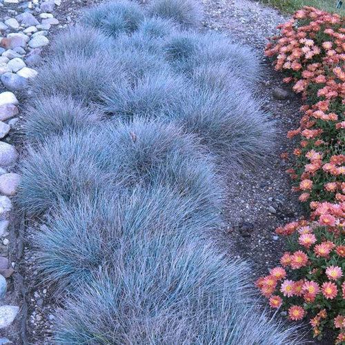 Festuca Blue Fescue Ornamental Grasses Live Plants Perennial, 5-8" Tall, Live Grass Plant for Planting