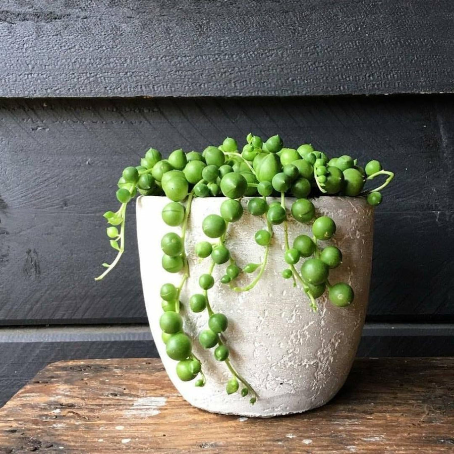 String Live Plants, Easy Indoor Trailing Succulent in 2.5" Pot, Hanging Succulent Houseplant Indoor Outdoor Planting (String of Pearls)