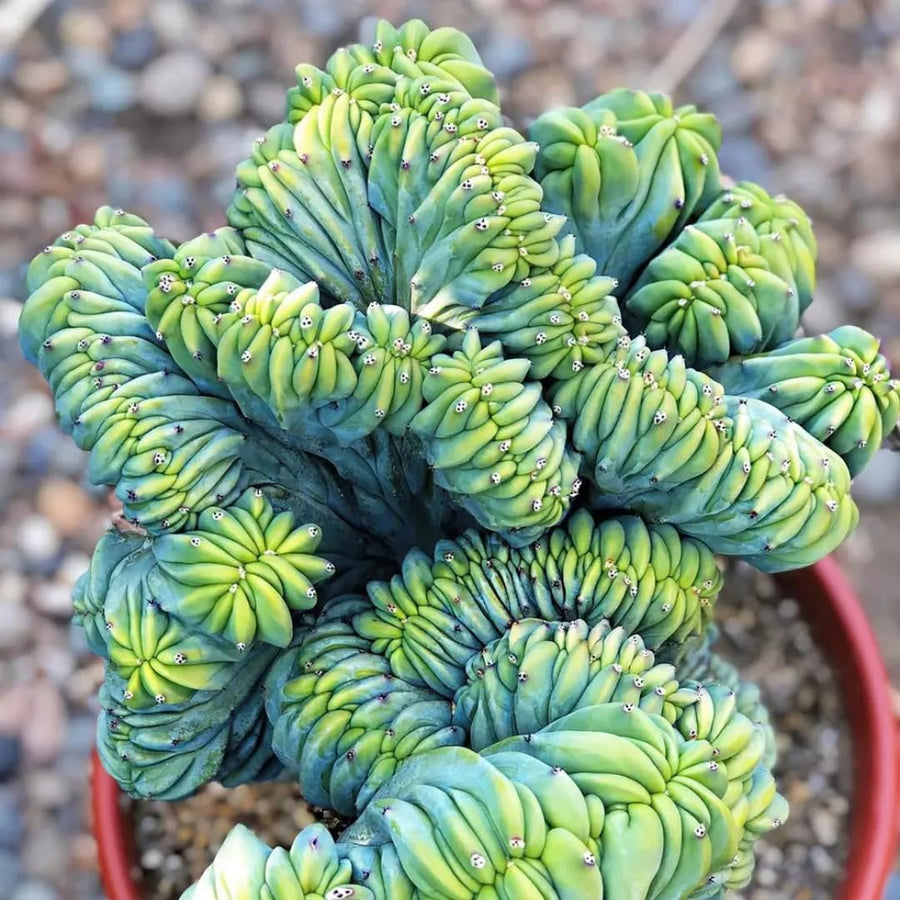 Blue Candle Curly Cactus Live Plant in 4" Pot, Rare Blue Cactus Succulent for Home Decor Outdoor Indoor Growing