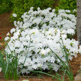 White Azalea Plant Live, 10 Inches Tall, Hardy Flowering Shrub for Outdoor Planting and Landscaping
