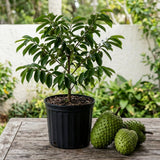 Soursop Tree Live Plant, Tropical Soursop Fruit Tree 8-10 Inch Tall, Annona Muricata Guanabana Seedling, Ready to Grow Outdoor