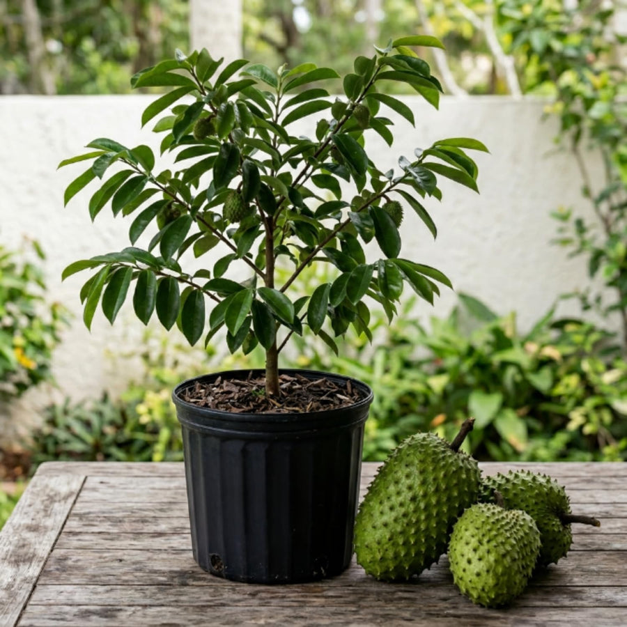 Soursop Tree Live Plant, Tropical Soursop Fruit Tree 8-10 Inch Tall, Annona Muricata Guanabana Seedling, Ready to Grow Outdoor