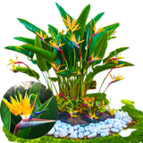 Bird of Paradise Plant - Live Tropical Ornamental Houseplant, Indoor and Outdoor Planting, Zones 9-11 (Yellow)