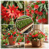 Easter Cactus Live Plant, Easter Cactus Plant 5 Inches in Height, 4 Inch Pot, Bright Bloom Flowering Houseplant for Planting (Red)