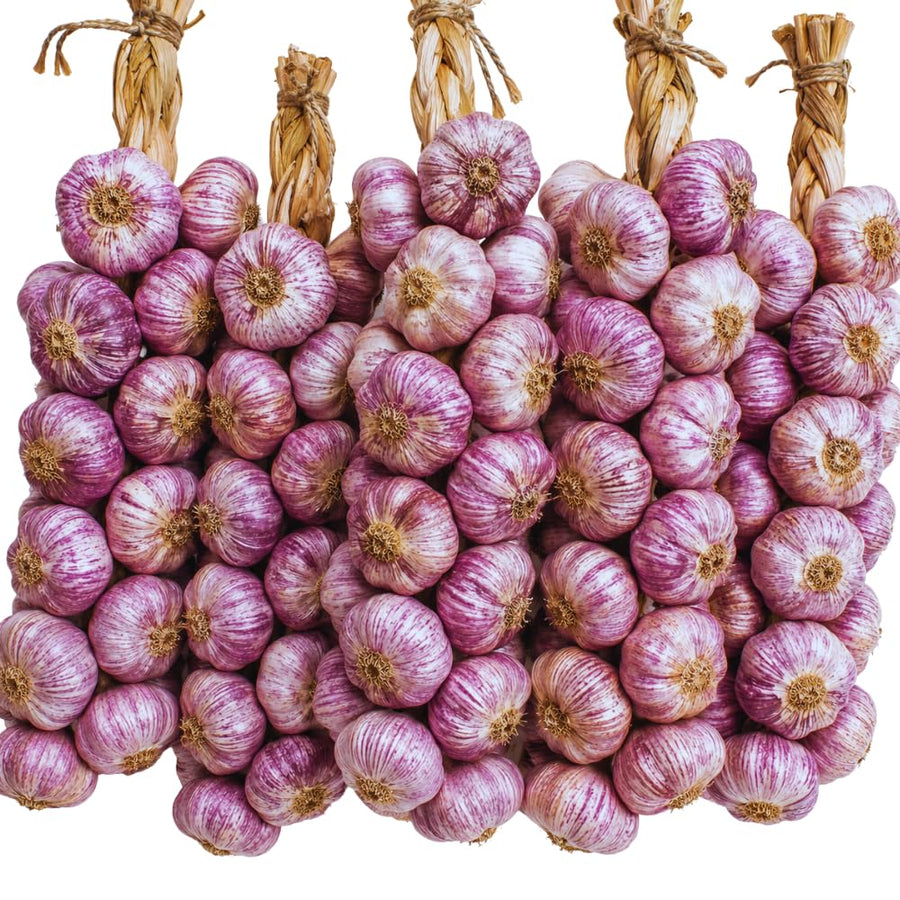 3 Large Purple Garlic Bulbs for Planting, Garlic for Planting, High-Yield Hardy Garlic for Garden