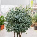 2 Medium Silver Dollar Eucalyptus Tree, Eucalyptus Plant Live, 5-7 Inches Tall, Dormant, No Leaf Until Spring, Fragrant Leaf for Home Decor