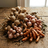 Set of 3 Ginger, Turmeric and Jerusalem Artichoke Rhizomes, Edible Root Plants for Garden, Fresh, Large Size, Ready to Grow