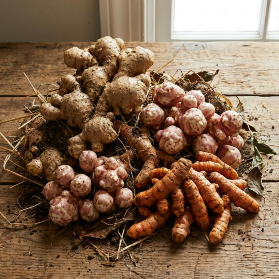 Set of 3 Ginger, Turmeric and Jerusalem Artichoke Rhizomes, Edible Root Plants for Garden, Fresh, Large Size, Ready to Grow