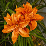 Double Orange Bloom Daylily Roots, Live Reblooming Daylily Bare Root Perennial - 3 Roots for Planting Outdoor Garden Landscape