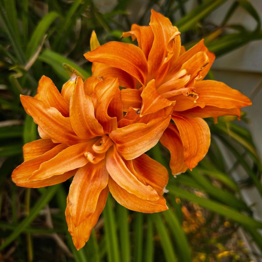 Double Orange Bloom Daylily Roots, Live Reblooming Daylily Bare Root Perennial - 3 Roots for Planting Outdoor Garden Landscape
