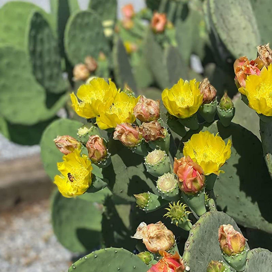 Prickly Pear Cactus, Green Prickly Pear Cactus Plant Live in 4 Inc Potted