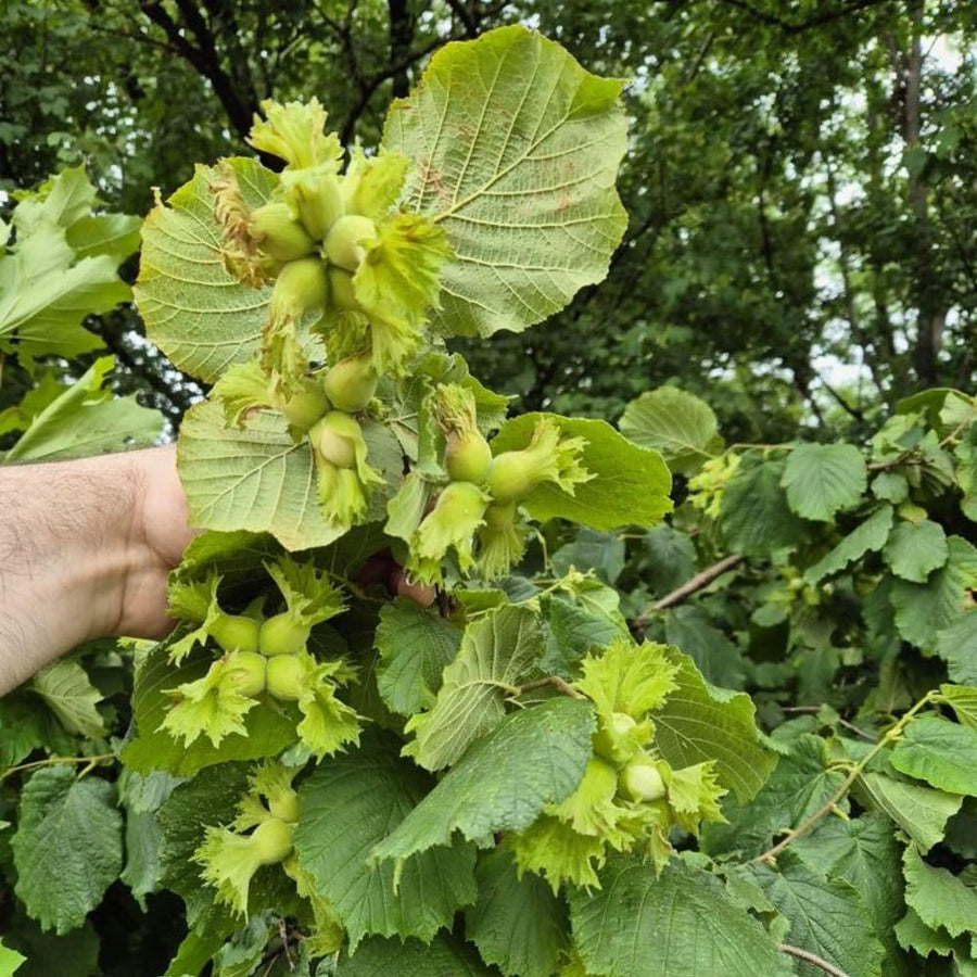 Live Hazelnut Shrub Live Plant 6-10" Tall, in Quart Pot, Hazelnut Plant for Landscaping and Garden, Dormant in Wintert, Well Rooted in Winter