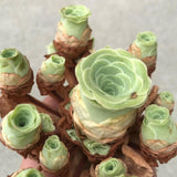 Live Mountain Rose Succulent, 2" Pot Rare Mountain Roses Succulents Plants, Rose-Shaped Succulents for Indoors Garden, Containers Houseplant Planting