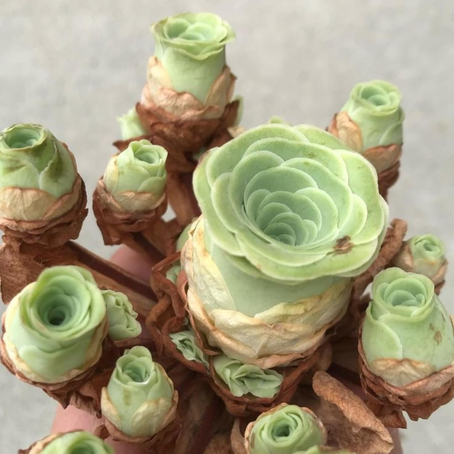 Live Mountain Rose Succulent, 2" Pot Rare Mountain Roses Succulents Plants, Rose-Shaped Succulents for Indoors Garden, Containers Houseplant Planting
