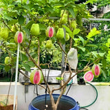 Sweet Pink Guava Tree Live Plant, Potted 8-10" in Tall Tropical Fruit Tree, Zones 9-11 for Outdoor Indoor Planting