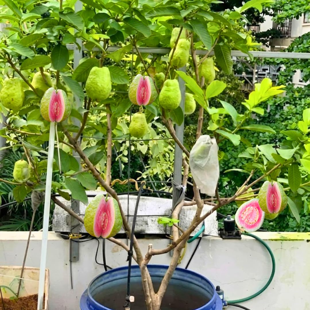 Sweet Pink Guava Tree Live Plant, Potted 8-10" in Tall Tropical Fruit Tree, Zones 9-11 for Outdoor Indoor Planting